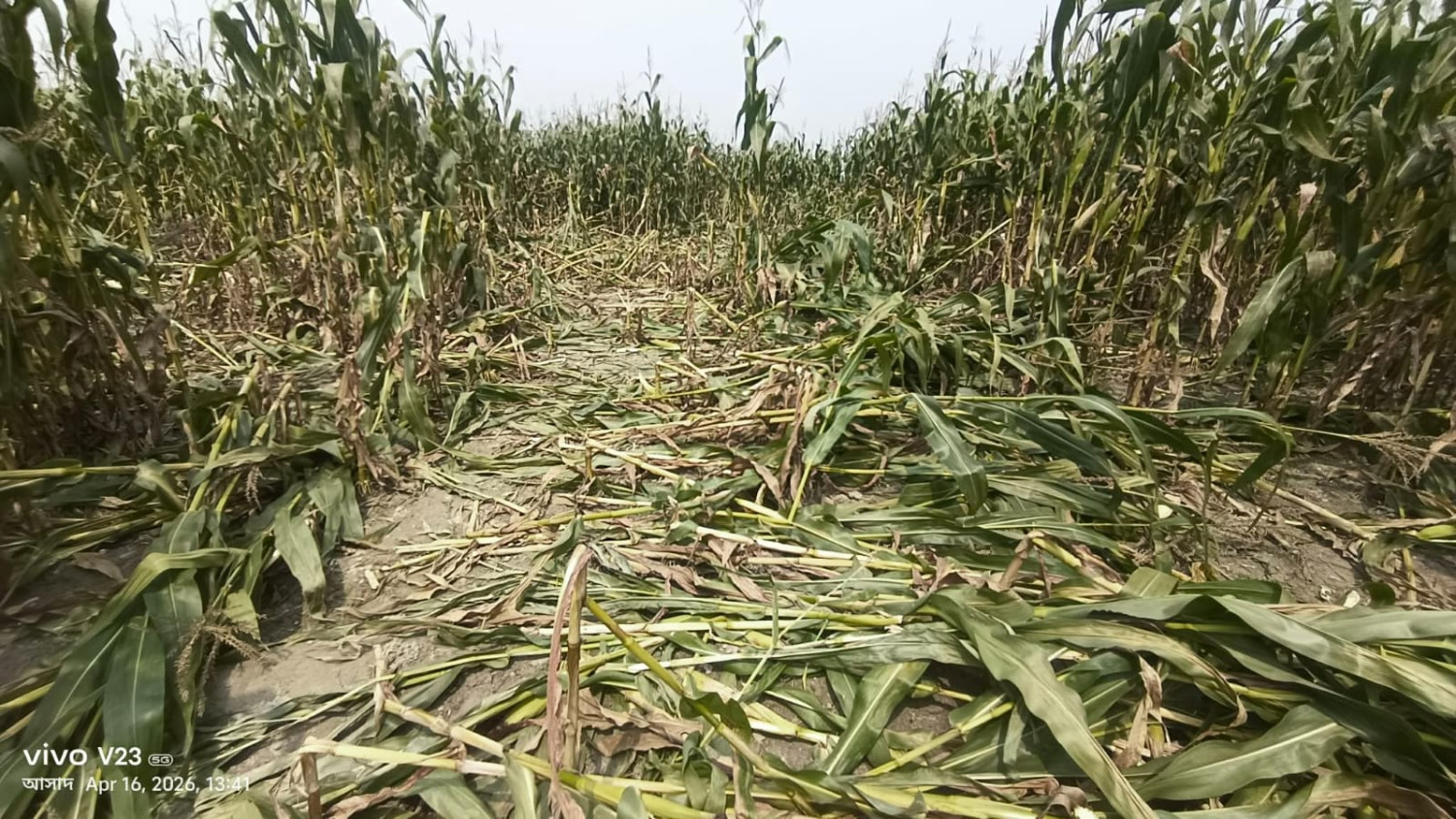 কাউনিয়ায় ভুট্টা ক্ষেতের সাথে শত্রুতা- থানায় অভিযোগ