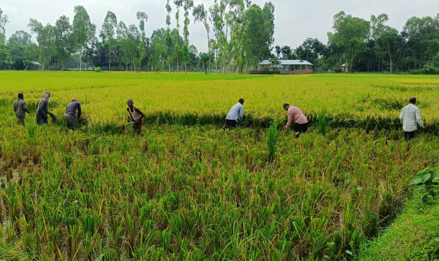 উৎপাদন খরচই উঠছে না কাউনিয়ায় ধানের দাম না পেয়ে চরম ক্ষতির মুখে চাষিরা