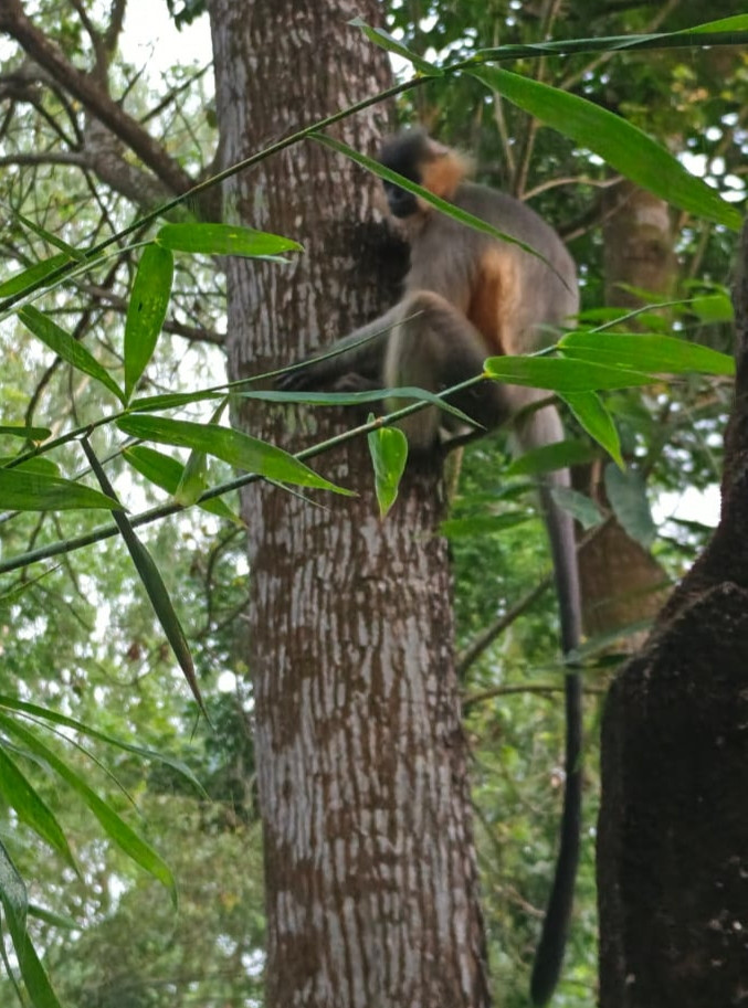 কাউনিয়া গাজিরহাট লোকালয়ে  দলছুট হনুমান উৎসুক জনতার ভীড়
