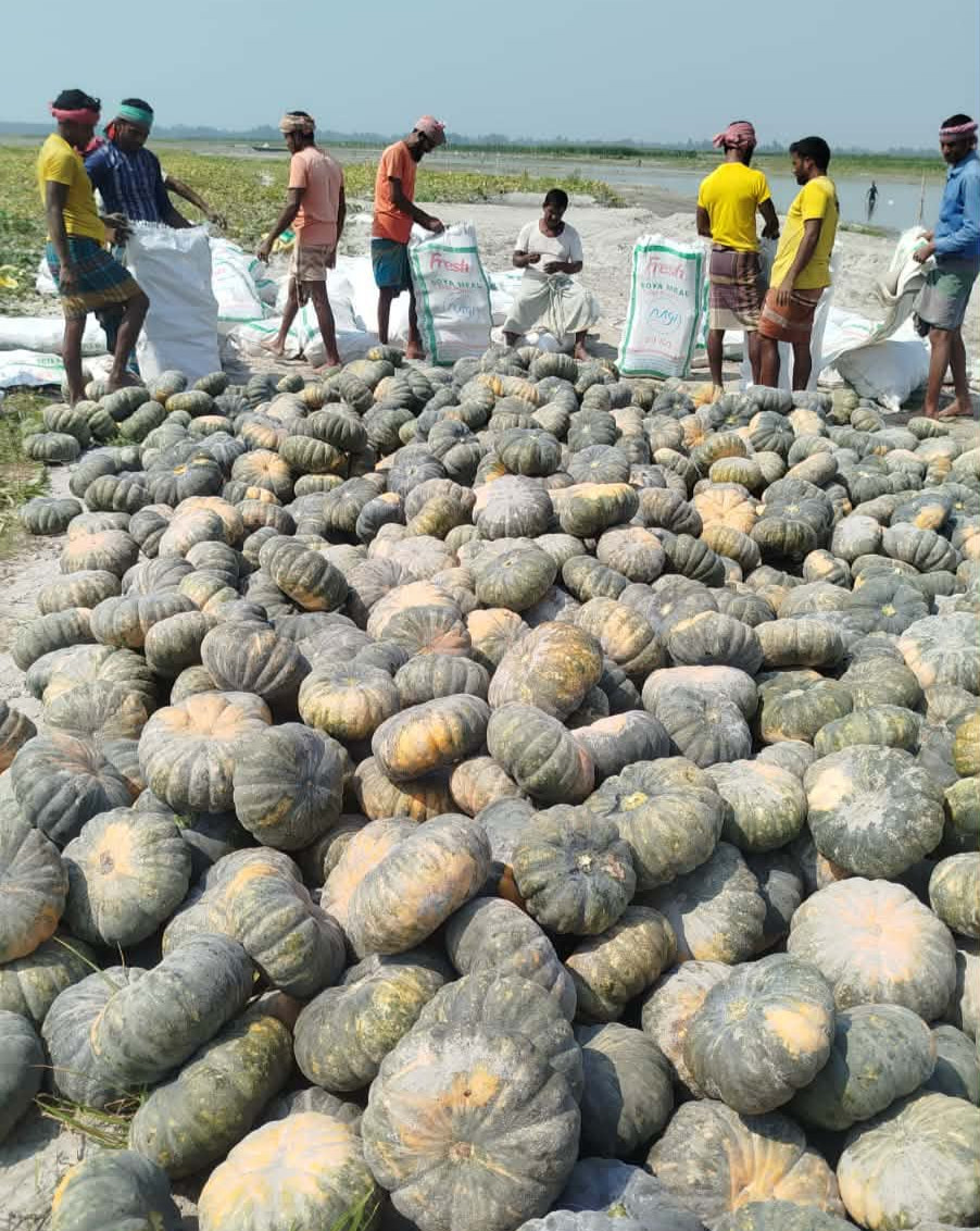 কাউনিয়ায় তিস্তার চরে মিষ্টি কুমড়ার ভালো ফলনে চাষীরা খুশি