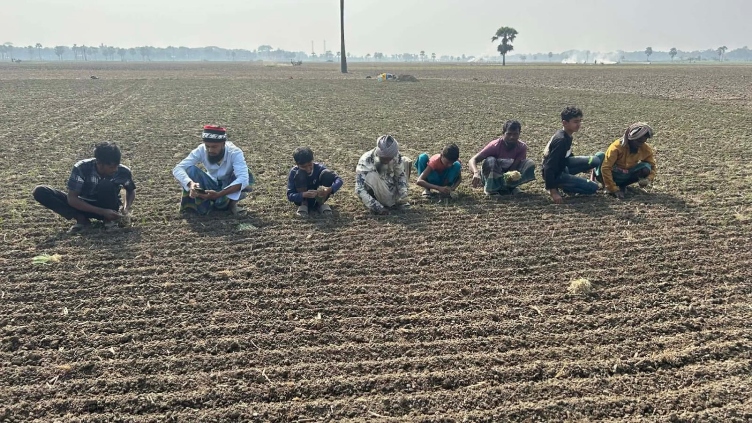 হালি পেঁয়াজ রোপণে ব্যস্ত সময় পার করছে সালথার চাষিরা