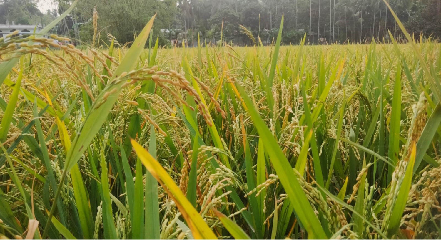 ন্যায্যমূল্য নিশ্চিত করার দাবি  কাউনিয়ায় বোরোর বাম্পার ফলন, তবুও দামে হতাশ চাষিরা